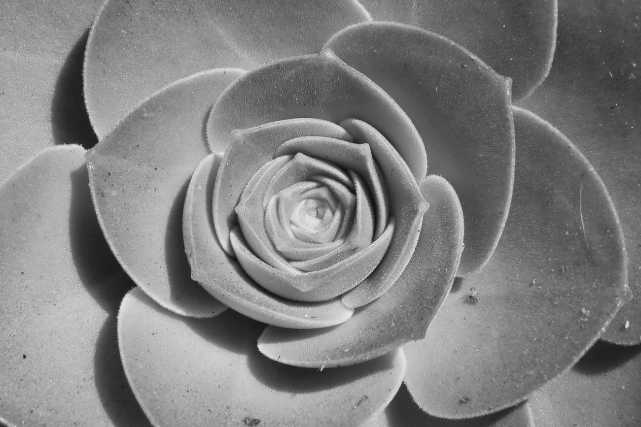 blackandwhite